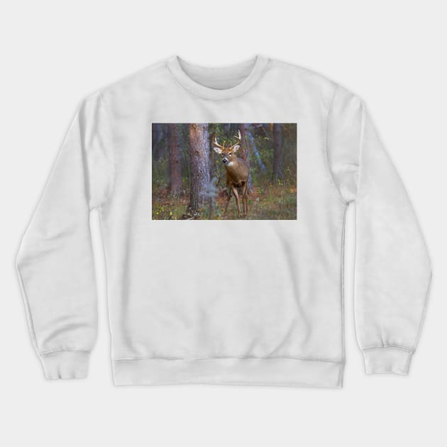 Who goes there? - White-tailed Buck Crewneck Sweatshirt by Jim Cumming